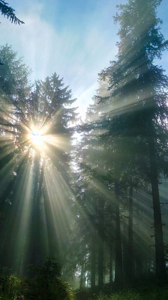 Viel Wald und Wanderwege rund um das Schloss Rothenfels bieten viele Wandermöglichkeiten. 